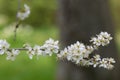 Blackthorn Prunus spinosa, close-up white flowers